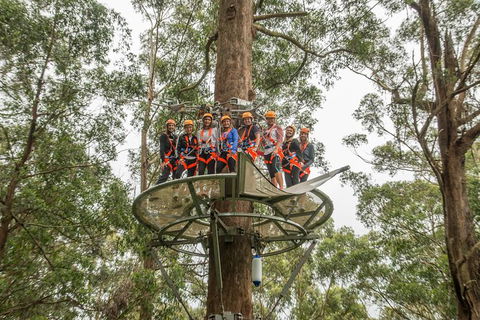 Illawarra Fly Treetop Adventures Admission Including Zipline Tour - Flights 4