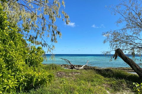 Lady Musgrave Day Trip From Bundaberg Including Snorkeling, Glass Bottom Tour And Guided Island Walk - Flights 6