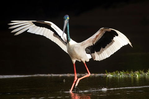 Daintree River - Private Photography Cruise - Flights 0