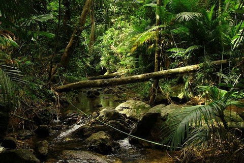 Daintree Discovery Centre Family Pass Ticket - Flights 5