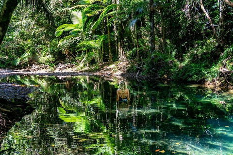 Daintree And Cape Tribulation Full Day Guided Tour - Flights 8