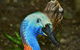Daintree And Cape Tribulation Full Day Guided Tour - thumb 3