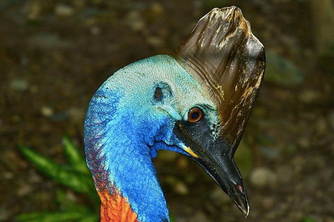 Daintree And Cape Tribulation Full Day Guided Tour - Flights 3