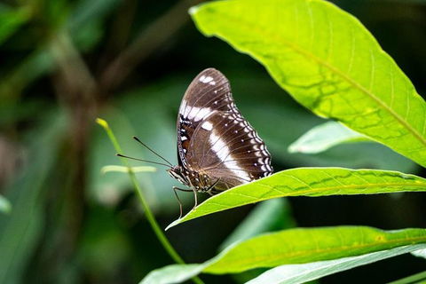 Daintree And Cape Tribulation Full Day Guided Tour - Flights 6