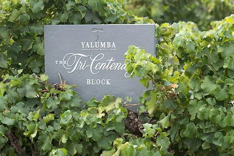 Yalumba Nursery & Grenache Discovery Tour + Platter Lunch - Flights 0