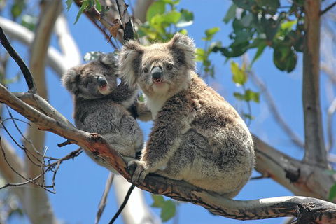 LGBT+ Friendly 2 Day Private Tour Great Ocean Road + Phillip Island - Flights 1