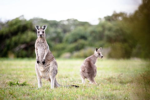 LGBT+ Friendly 3 Day Tour The Grampians, Daylesford & Ballarat - Flights 2