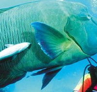 Aristocat Snorkel and Scuba Port Douglas - Flights