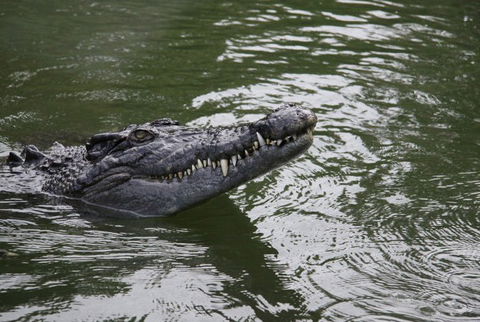 Daintree River Cruise Centre - Flights 1
