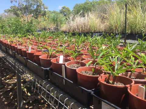 Conservation Volunteers Australia Townsville - Ocean View Nursery - Flights 2