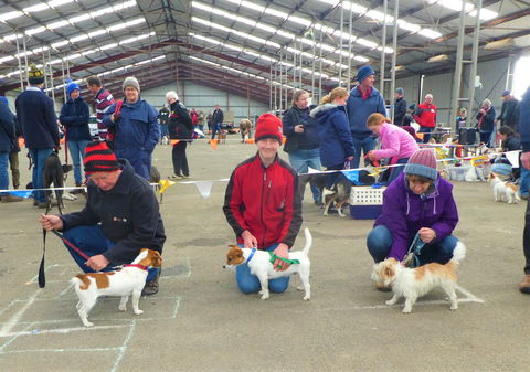 Hamilton Jack Russell Terrier And Hunting Dog Show - Flights 0