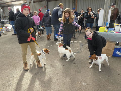 Hamilton Jack Russell Terrier And Hunting Dog Show - Flights 1