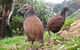 Lord Howe Island Bird Week - thumb 0
