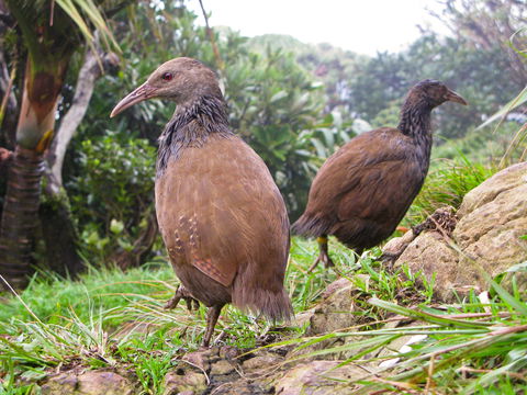 Lord Howe Island Bird Week - Flights 0