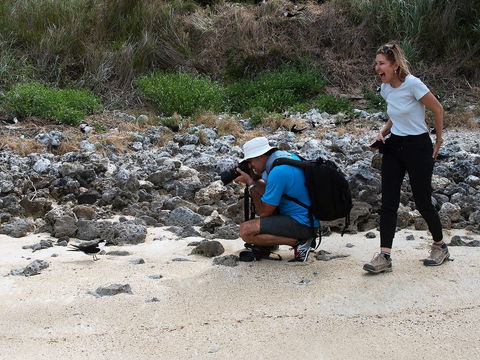 Lord Howe Island Bird Week - Flights 1