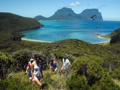 Lord Howe Island Bird Week - Flights 2