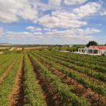 Barossa Valley Lyndoch - Flights 0