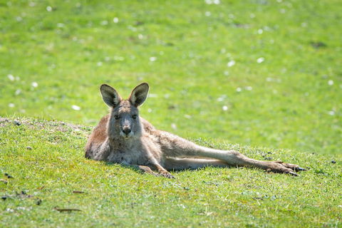 Halls Gap Motel - Flights 5