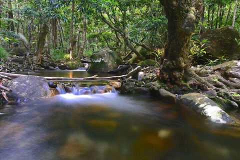 Daintree Cascades - Flights 6