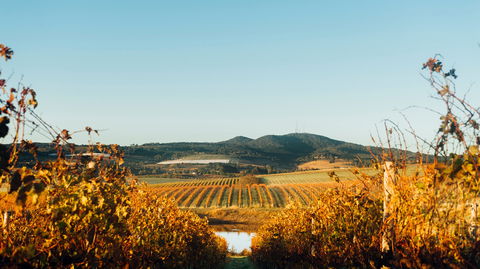 HOOSEGG Cellar Door - Flights 1