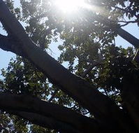 The Season Tree - Flights
