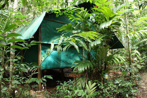 Daintree Crocodylus - Flights 0