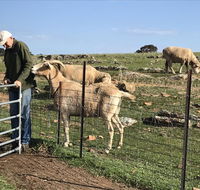 Gilgraves Vineyard Farmstay - Flights