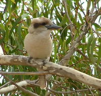 kookaburra nest - Flights