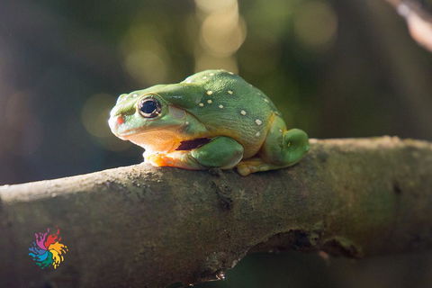 Maleny Wildlife Holiday House - Flights 2