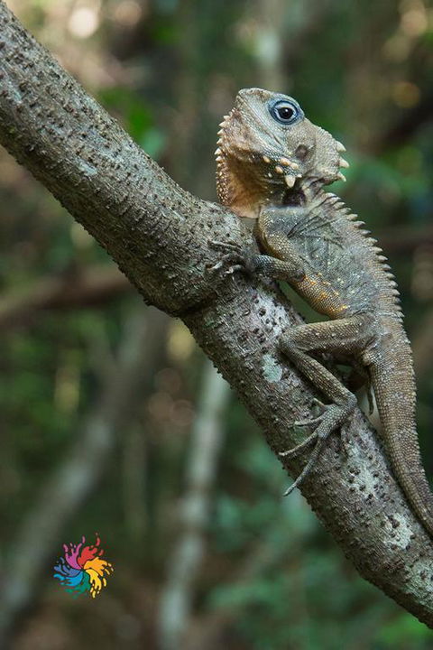 Maleny Wildlife Holiday House - Flights 3