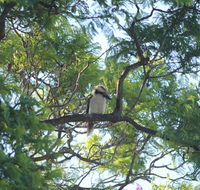 Jacaranda Hideaway Bed  Breakfast - Flights