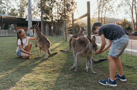 Paradise Country Farmstay - Flights 1