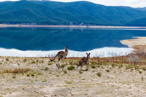Pether Cottage - Talbingo NSW - Flights 3