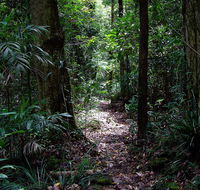 Springbrook Lyrebird Retreat - Flights