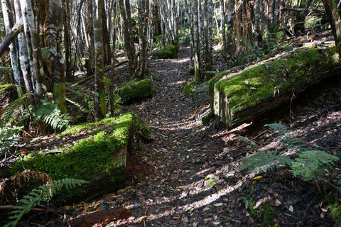 Lemonthyme Wilderness Retreat - Flights 22