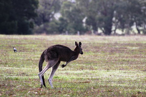 Grampians Pomonal Cottages - Flights 26