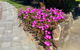 ADA Homestay - thumb 3