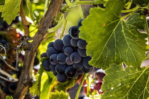 CASALE COTTAGE Barossa Valley - Flights 4