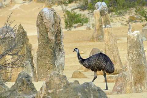 Private, Luxury Pinnacles Tour: Stargazing, Sand-boarding & Sightseeing - Flights 5