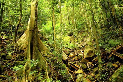 Cairns 4WD Waterfall And Rainforest Tour Including Kuranda Scenic Railway - Flights 1