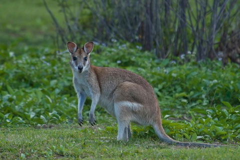 Cairns 4WD Waterfall And Rainforest Tour Including Kuranda Scenic Railway - Flights 2