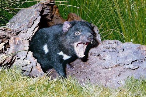 Private Blue Mountains Tour With Kangaroo And Koala Experience - Flights 0