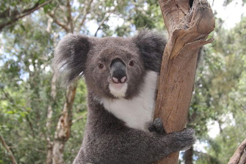 Private Blue Mountains Tour With Kangaroo And Koala Experience - Flights 2