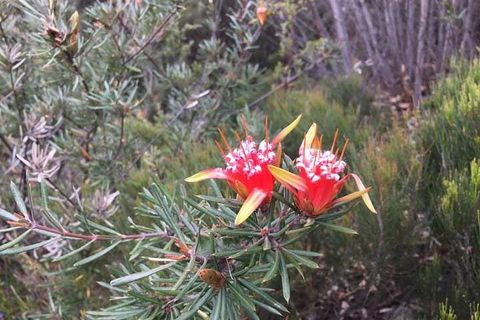 Private Blue Mountains Tour With Kangaroo And Koala Experience - Flights 4