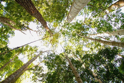 Fraser Island 4WD Tour From Noosa - Flights 0