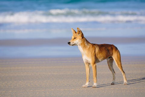 Fraser Island 4WD Tour From Noosa - Flights 5