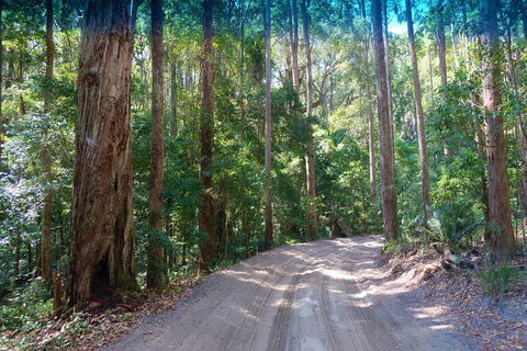 Fraser Island 4WD Tour From Rainbow Beach - Flights 4