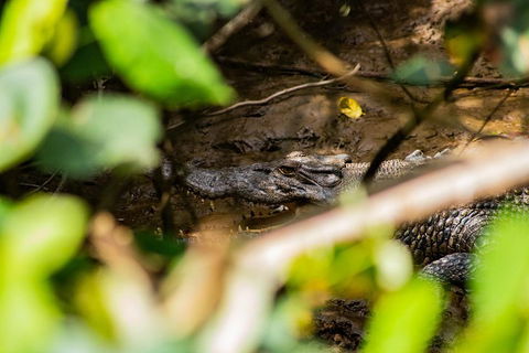 Cape Tribulation Day Tour - Flights 5
