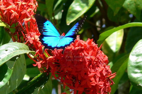 Daintree Rainforest, Cape Tribulation, Mossman Gorge Small-Group Day Tour - Flights 2
