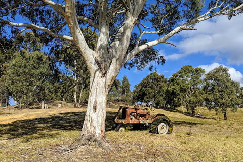 Blue Mountains Private Tour - Wild Kangaroos, Waterfalls And The Three Sisters - Flights 1
